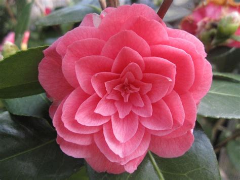 Common Camellia Japanese Camellia Pink Perfection Camellia Japonica