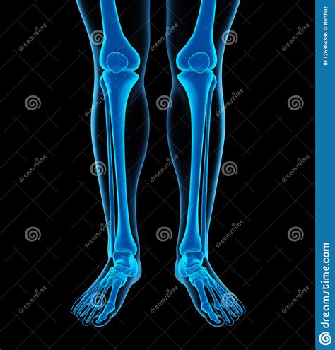 Human Leg Bones Anatomy Stock Illustration Illustration Of Bone