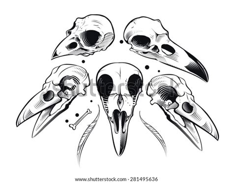Vector Crow Skull Stock Vector Royalty Free 281495636