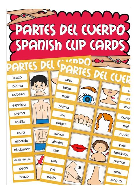 Partes Del Cuerpo Clip Cards Español Ele Espagnolestimada