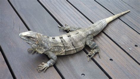 Free Images Iguana Fauna Lizard Gecko Mexico Animals Vertebrate