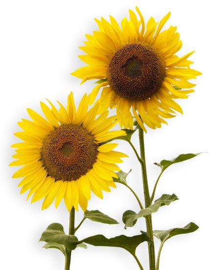 Sunflowers Png Transparent Sunflowerspng Images Pluspng