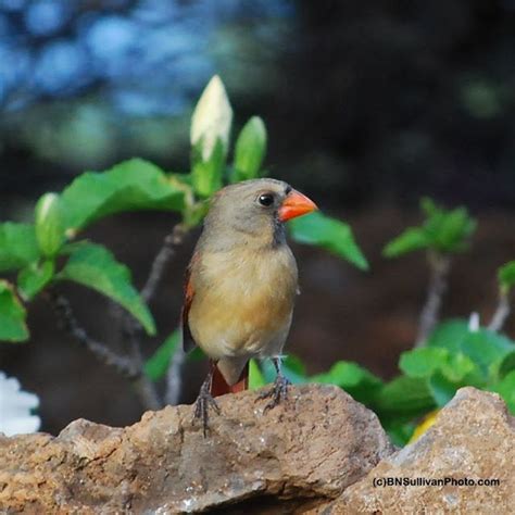 Northern Cardinal Female Cardinalis Cardinalis Photographed In