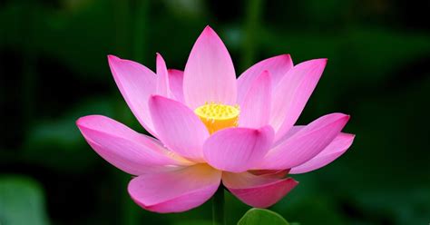 Maybe you would like to learn more about one of these? Lotus - National flower of Vietnam ~ The Vietnam Tourism