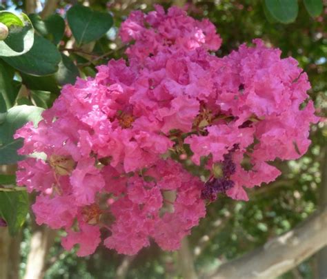 See more ideas about flower identification, flowers, plants. A Full-time Life | Flower garden, Flowering trees, Tree ...