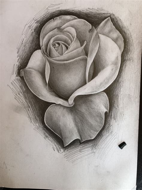 Rose Drawing With Pencil Pencil Drawings Rose Drawing Drawings