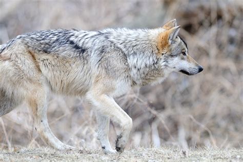 Mexican Gray Wolf Canis Lupus Baileyi The Wolf Intelligencer