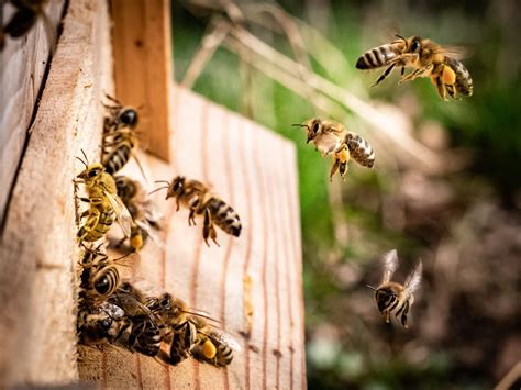 Top Surprising Facts About Mad Honey That Is Found In Nepal Also Onlinekhabar English News