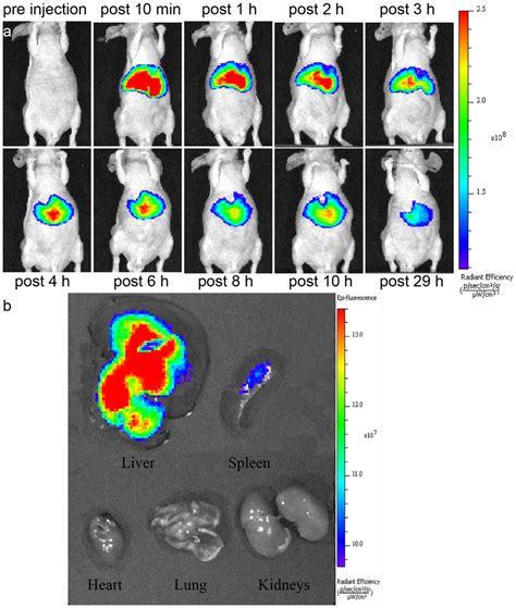 In Vivo Fluorescence Imaging In Nude Mice Before And After Intravenous