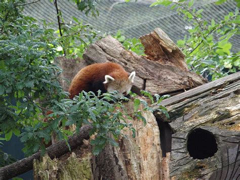 Red Panda Endangered Species Garrou