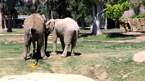 5 Legged Elephant Fresno Chaffee Zoo Youtube