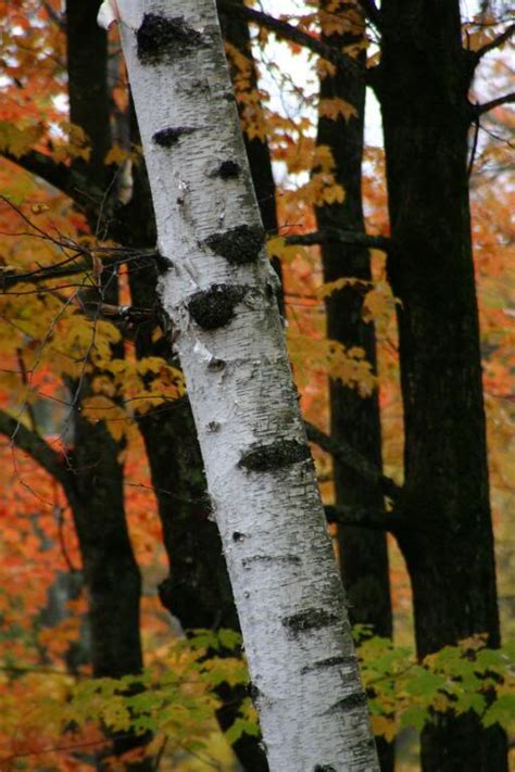 Birch Tree Pictures Images Photos Facts On Birch Trees