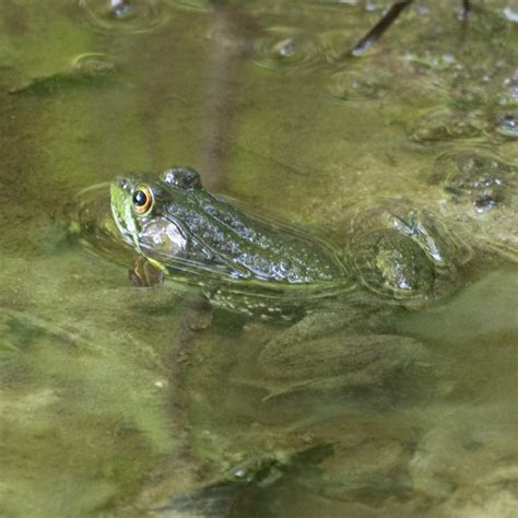 Greenfrog A Green Frog Near Rock Spring Pond In Westmorela Flickr
