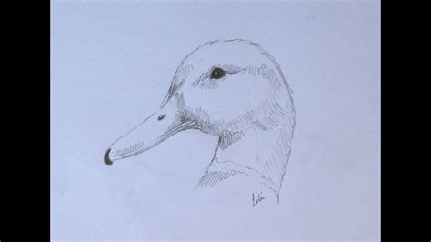 How To Draw A Realistic Duck Step By Step
