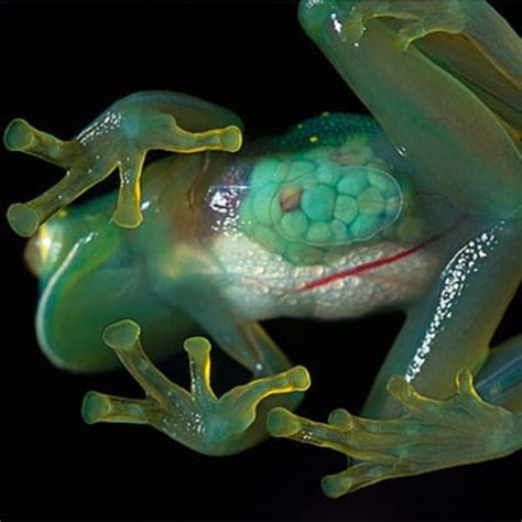 The Worlds Strangest Frogs Hubpages