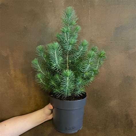 Pinus Pinea Silver Crest Grow Urban