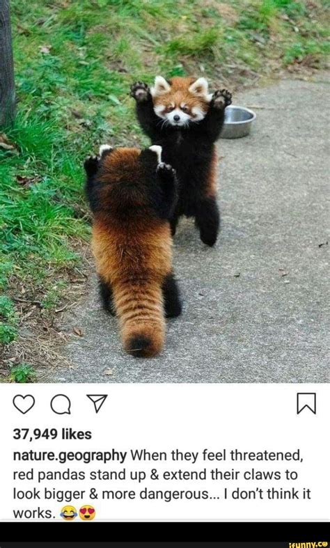 37949 Likes Naturegeography When They Feel Threatened Red Pandas