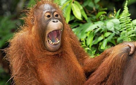 Funny Photos Of Laughing Animals That Will Make You Giggle Top5