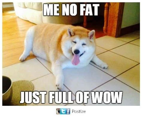 Fat Doge Meme Image Tagged In Fat Dog Fat Doge Wow Imgflip