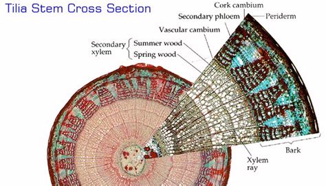 Tilia Stem Cross Section Plant Tissue Stem Science And Nature