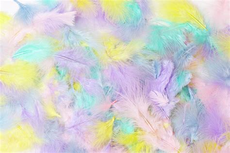 Pastel Feathers Photograph By Sandra Foster Pixels