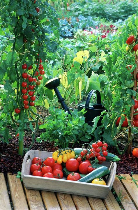 Best Fruits And Vegetables To Plant In Houston For A Bountiful Garden