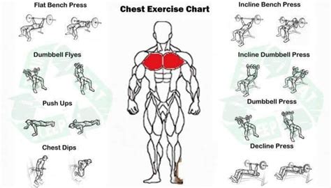 Exercises For Chest A List Of Excellent Chest Exercises To Build