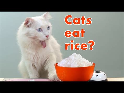Can Cats Eat Rice Hayfarmguy