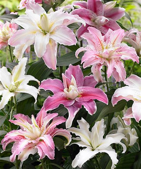 Double Flowering Rose Lily Bulb Set Of Six Lirios Flores