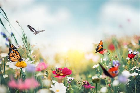 Summer Meadow With Butterflies Stock Photo Download Image Now