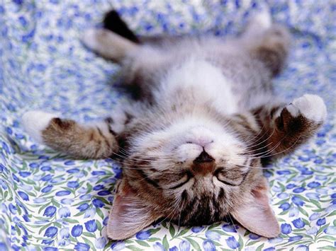 Cute Little Kitten Cute Kittens Wallpaper 16288222