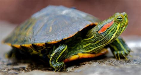 A common occurrence with pet turtles is that owners will buy the wrong breed and they seemingly never stop growing! 10 Types of Turtles You Can Have as Pets