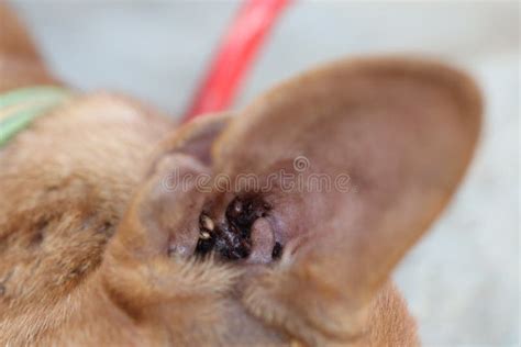 Ticks In Ears Of Dog Stock Image Image Of Ears Ticks 98706185