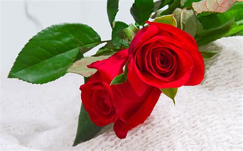 Free Flowers Photo And Wallpapers Red Rose Flowers Wallpapers Flower