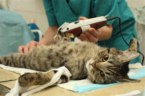 How Much Does It Cost To Spay A Cat Petsoid