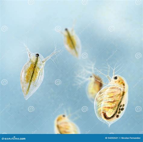 Daphnia Cartoons Illustrations And Vector Stock Images 89 Pictures To