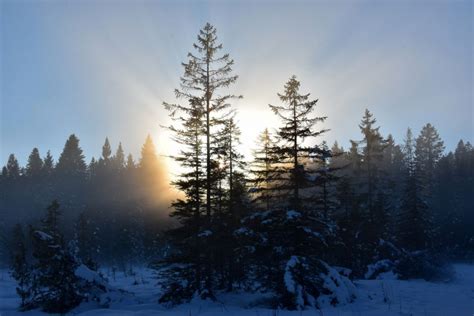 Nature Snow Sunbeam Sunrise Tree Winter Wallpaper 2048x1367 1230617