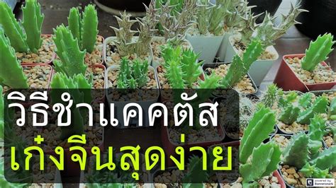 ทางเรา cvtcargo เป็นผู้นำด้านการจัดส่งสินค้าจากประเทศจีนมายังประเทศไทย ด้วยประสบการณ์กว่า 10 ปี เพียบพร้อมด้วยบุคลากรและการจัดการที่มี. วิธีชำแคคตัส เก๋งจีน ง่ายๆ ไม่ต้องซื้ออีก ประหยัดต้นทุน ...