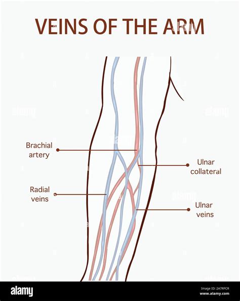 Arm Blood Vessels Labeled What Is The Name Of Blood Vessel A