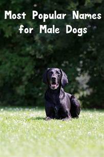 Most Popular Names For Male Dogs Dogvills