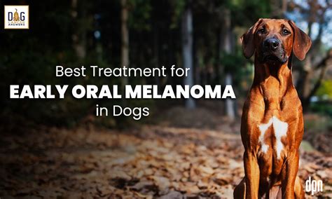 Best Treatment For Early Oral Melanoma In Dogs Dr Brooke Britton