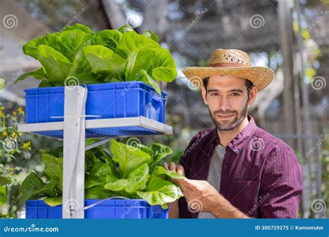 Farmer In His Greenhouse With Lettuce In Plactics Box Stock Image