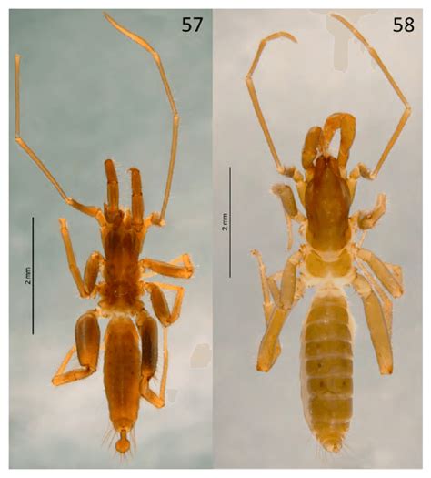58 Stenochrus Magico Sp Nov Male Holotype Habitus 57 Dorsal