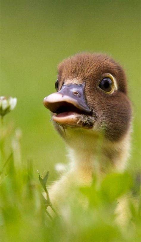 17 Best Images About All Ducks Cute Ducklings On