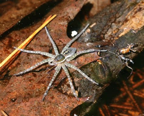 Six Spotted Fishing Spider Dolomedes Triton Early April Sized In My