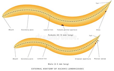 Anatomía Externa De Ascaris Lumbricoides Ilustración Del Vector