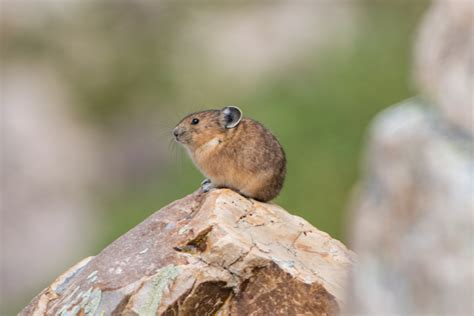 American Pika From Summit County Ut Usa On August 20 2017 At 1205