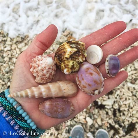 Finding Seashells In The Seychelles I Love Shelling
