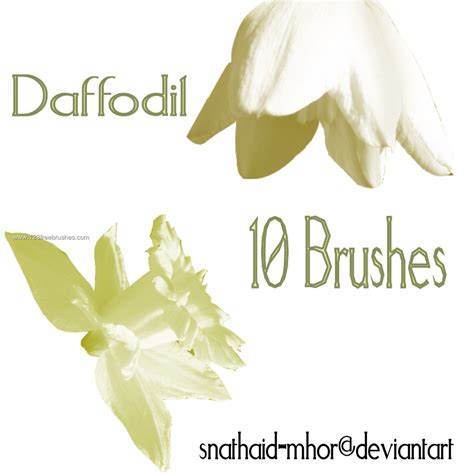 Daffodil Free Adobe Photoshop Brushes 123freebrushes