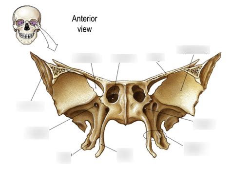 Sphenoid Bone Anterior View Greater Wing Of Sphenoid Hot Sex Picture